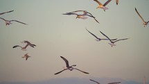  Silhouettes of seagulls flying in slow motion. Flock of seagulls flying above Bosphorus at sunset