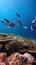 Coral reef colorful fish marine life underwater ecosystem