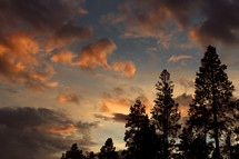 Sunset in Colorado with pine trees
