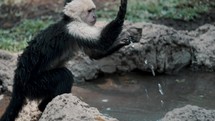 A Young White-Faced Capuchin Monkey Drinking And Washing Hands In A Pond. 