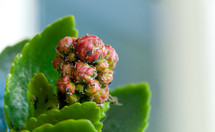 Different pests on the buds of a succulent plant.
