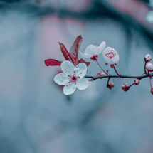 beautiful cherry blossom flower in springtime, sakura flower