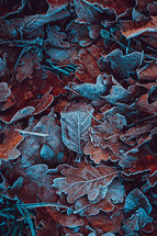 brown and red frozen leaves on the ground in winter season