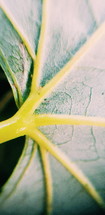 leaf veins 