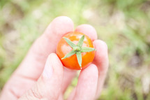 A hand holding a freshly picked tomato.