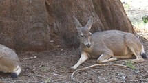 CALIFORNIA MULE DEER occur abundantly in Sequoia and Kings Canyon National Park USA