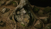 tree roots on rocks 