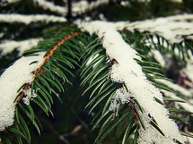 Snow covered pine branches.