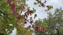 green and red tree leaves moving in the wind