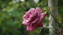 Beautiful Pink Rose Bush In Home Garden. Pouring Rain Feeds Soil For Flowers, Nature Background. Close-up botany concept, rose bud with water. High quality 4k footage