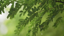 Summer rain in forest. Drops of water dripping from green leaves of acacia tree. Beautiful calming background. Weather, environment, nature concept. High quality 4k footage