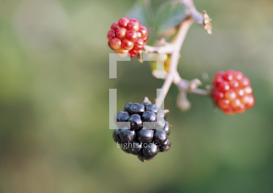 ripe blackberry 