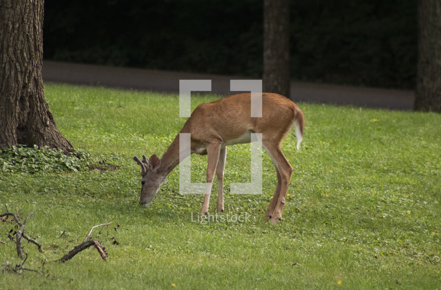 deer eating grass