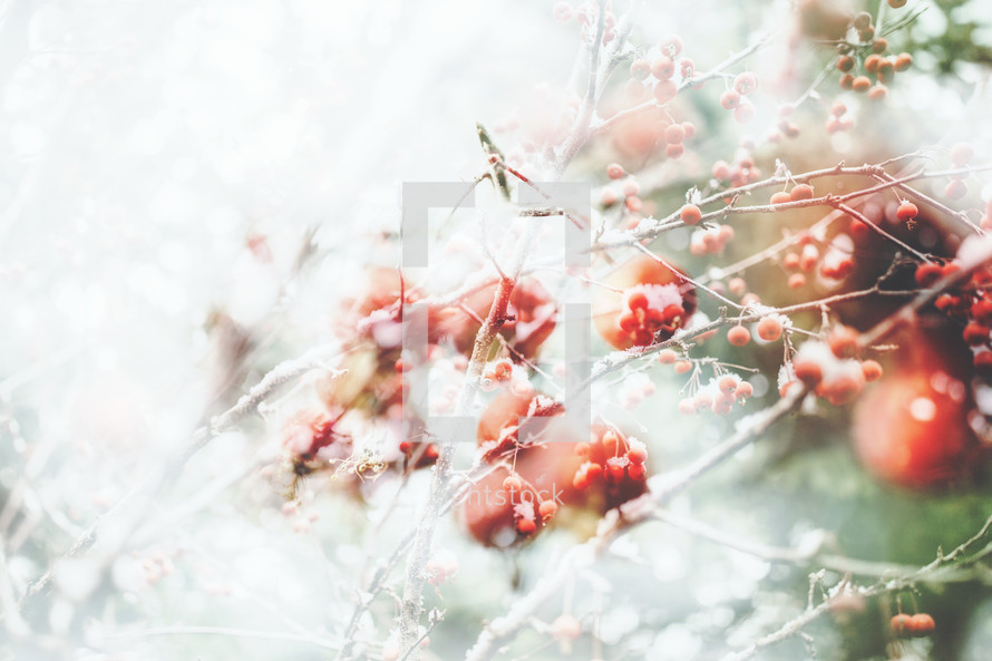 a double exposure of berries on branches with snow