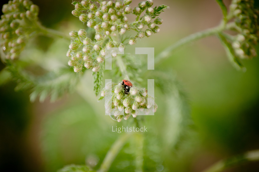 ladybug on wildflowers 