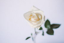 A single white rose on a white background.