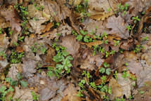 vines and brown leaves on the ground 