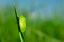 green bug 