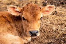 baby cow 