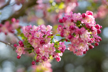 spring blossoms on tree branch
