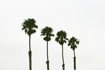 tall palm tree tops 