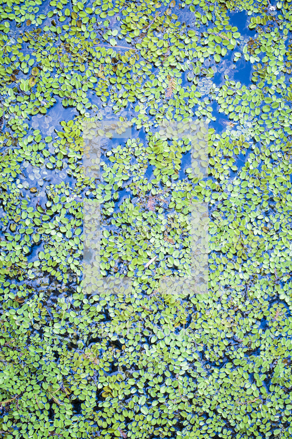 duckweed on a pond 