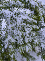 Snow on a fir branch.  