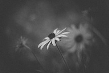 flowers in black and white 