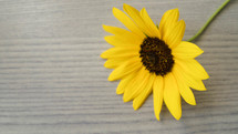 yellow flower on a wood background 