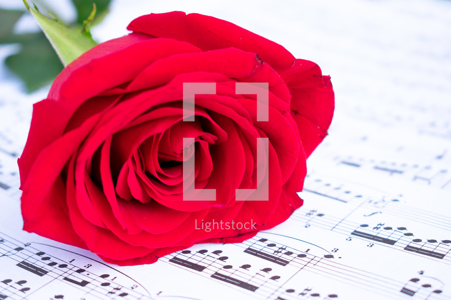red rose on sheet music 