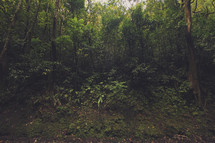 dense Jungle 