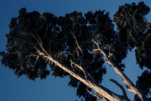 trees against a blue sky 