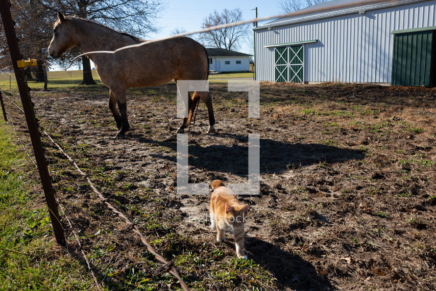 Horse and barn cat in front of barn