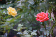 pink and yellow roses 