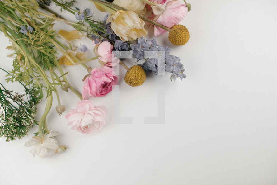 flowers on a white background 