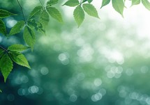 green leaves background in sunny day with bokeh and copy space