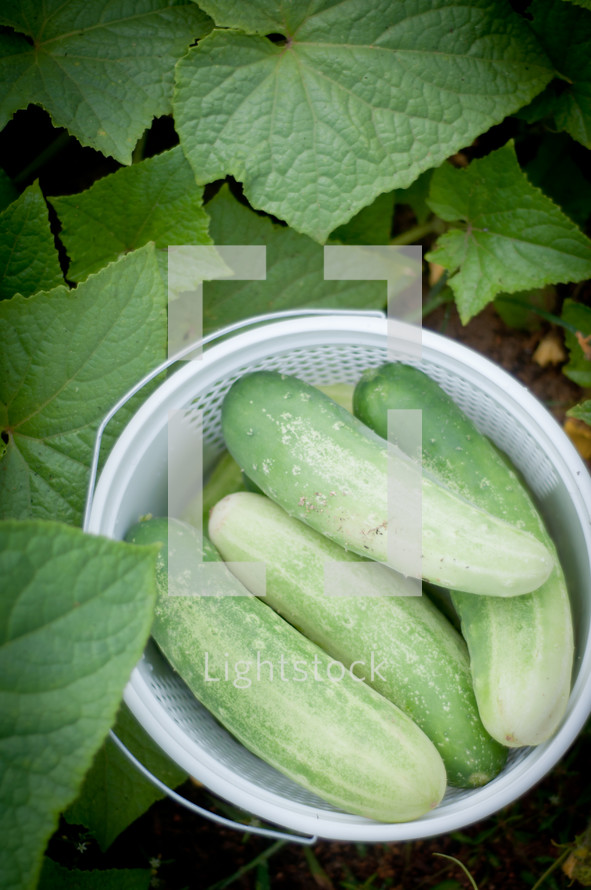 fresh picked cucumbers 