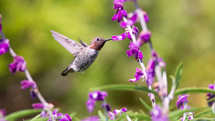 hummingbird snacking 