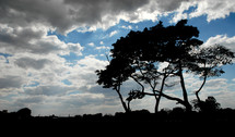 Silhouette of trees on a cloudy day.