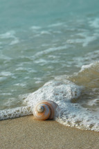 seashell on a beach 