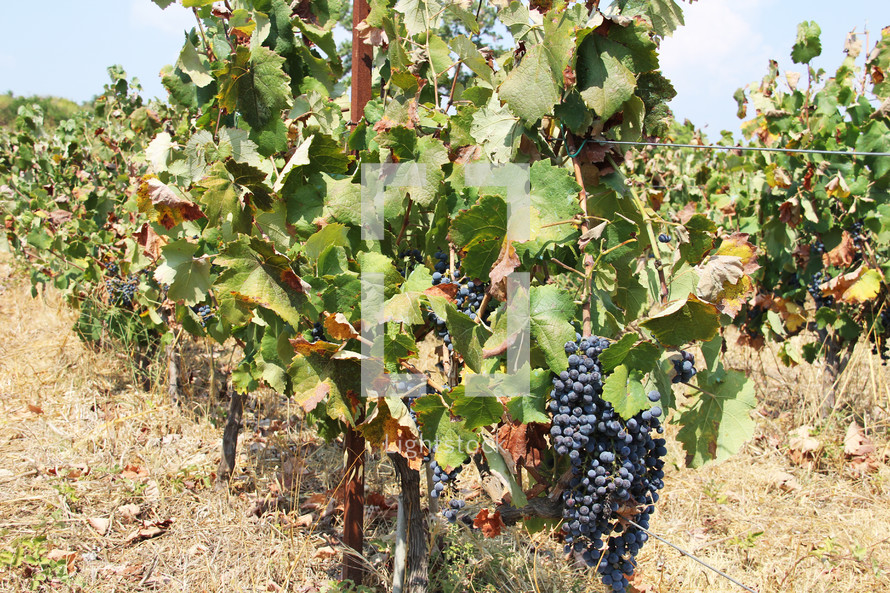 Vineyard in Greece with grapes ripe and ready for harvest