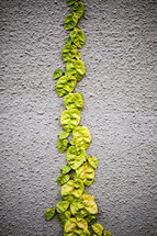 ivy growing up a wall