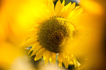 blurry sunflower