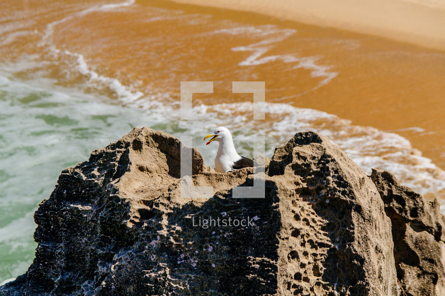 seagull on a rock on a beach