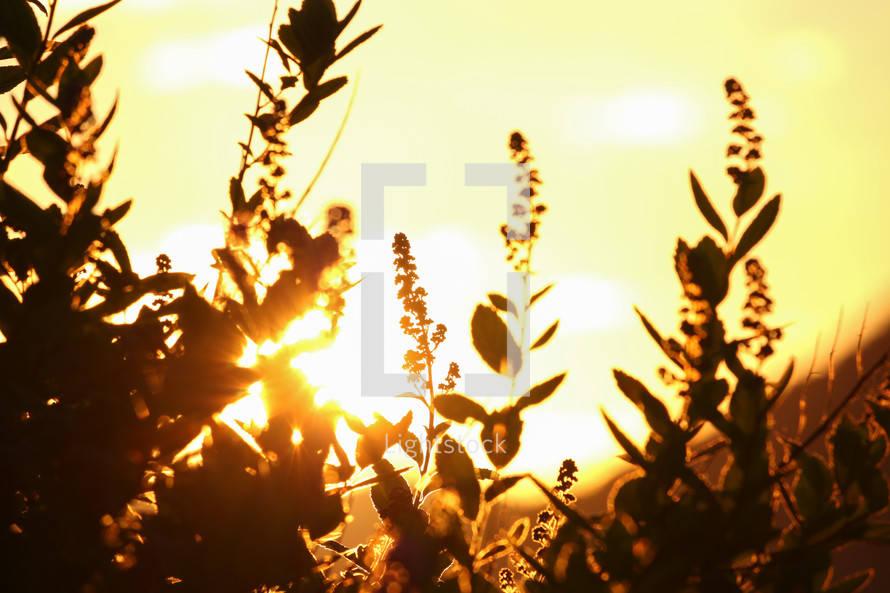 silhouette of plants in front of the glow of sunlight at sunset 