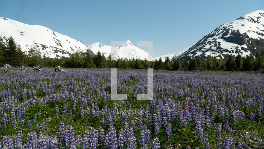Field of Purple Flowers in Alaska