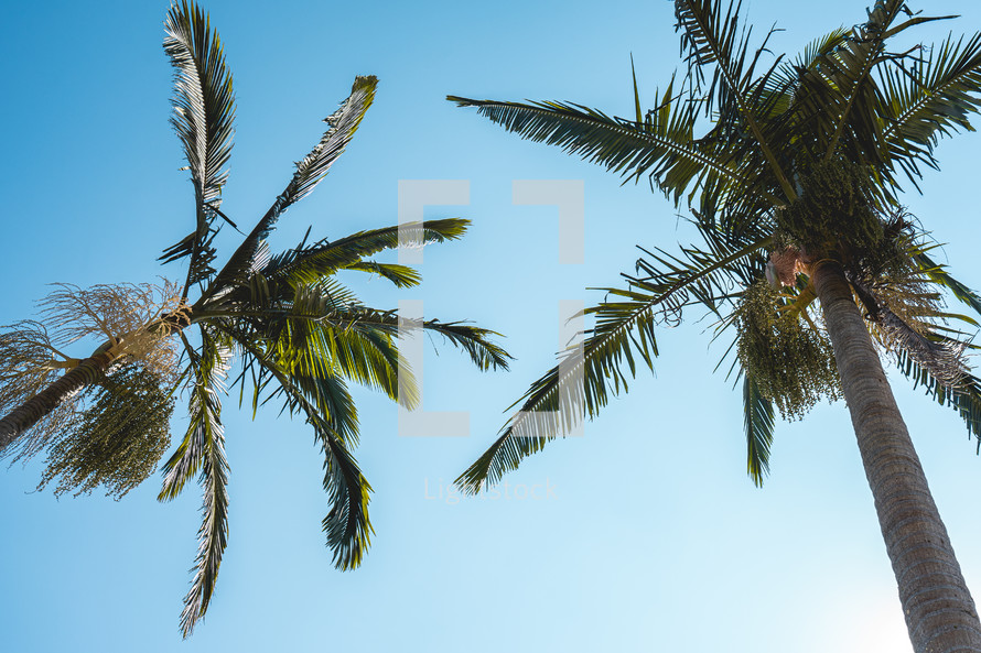 Palm trees at the Oriental Park at Ribeirao Pires, Brazil.