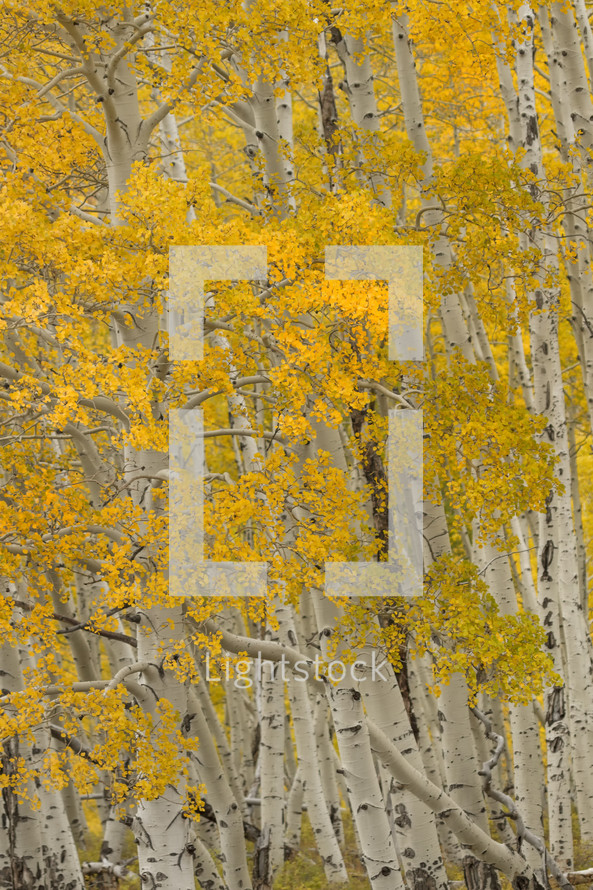 yellow leaves and white trunk on aspen trees