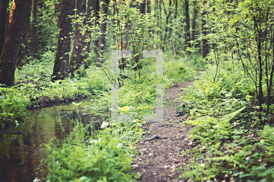 a worn path trough a forest 