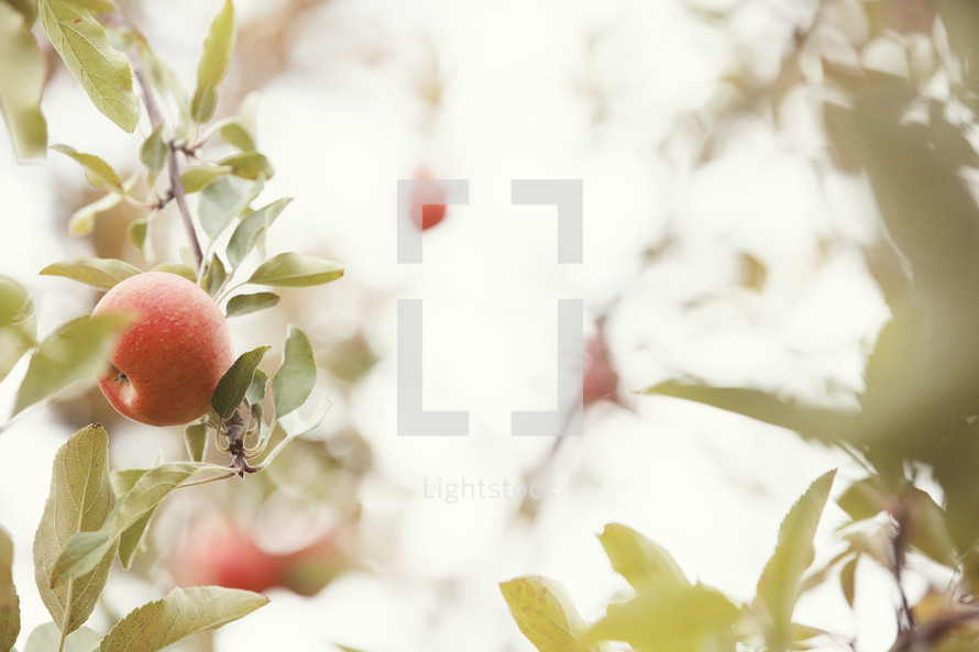 Apples on a tree.